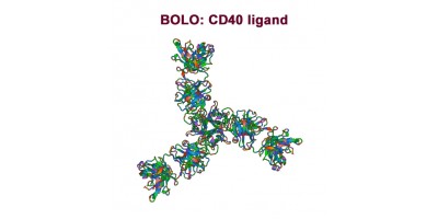 Antibody-points Bulletin: CD40 ligand