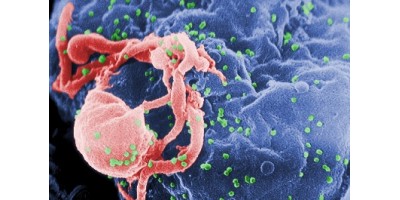 Researchers Find Alternative Pathways to HIV Antibodies