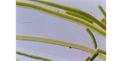 Evidence of Earlier Evolution for Cyanobacteria