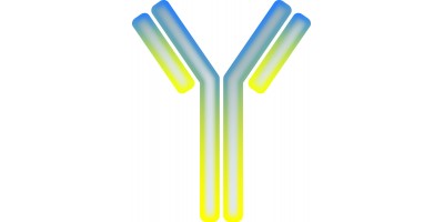 Top Trending Gene Targets for Antibodies