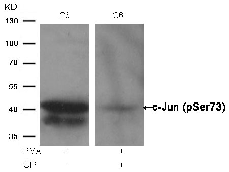 c-Jun (Phospho Ser73) Antibody