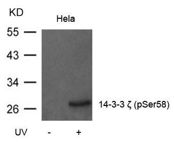 14-3-3 ζ (Phospho Ser58) Antibody