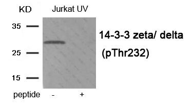 14-3-3 zeta/delta (Phospho Thr232) Antibody