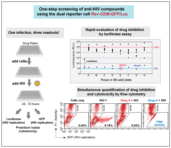 Dual-reporter Virovision HIV reporter cells allow more efficient anti-HIV drug screening.