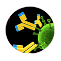 NFκB-p65 (Phospho-Ser536) Antibody