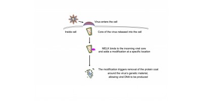 Protein Critical to Early Stages of Cellular HIV Infection Identified