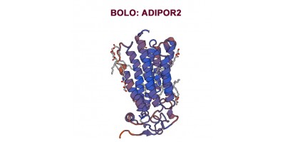 Antibody-points Bulletin: ADIPOR2
