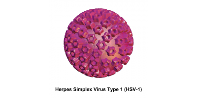 Discovery of Potential Broad-Spectrum Antiviral Targeting EZH2/1 Complex