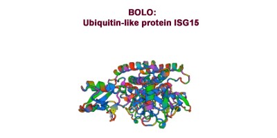 Antibody-points Bulletin: ISG15