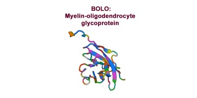 Antibody-points Bulletin: MOG