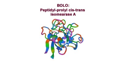 Antibody-points Bulletin: PPIA