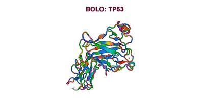 Antibody-points Bulletin: Tumor Protein 53