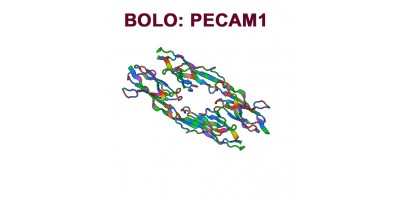 Antibody-points Bulletin: PECAM1