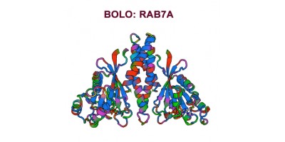 Antibody-points Bulletin: RAB7A