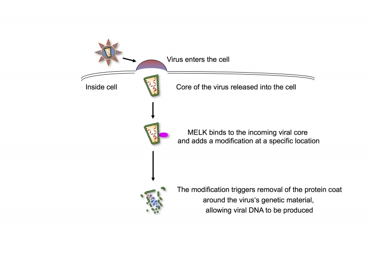 Shortly after HIV-1 entry, MELK produced by the target cell regulates removal of the protein coat (the capsid, CA, which is an important part of the core of the virus) by adding a modification at a specific location.